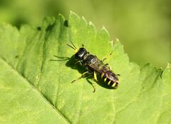 Ectemnius