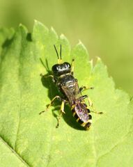 Ectemnius