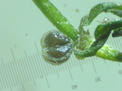 Callitriche hamulata