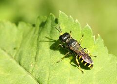 Ectemnius