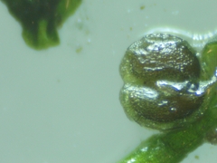 Callitriche hamulata