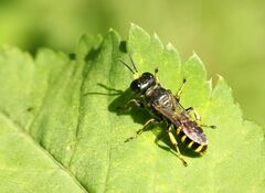 Ectemnius