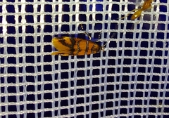 Promalactis procerella