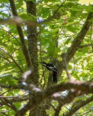 Dendrocopos major