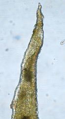 Orthotrichum tasmanicum tasmanicum