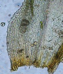 Orthotrichum tasmanicum tasmanicum