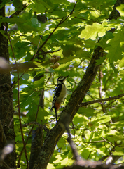 Dendrocopos major