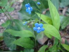 Omphalodes nitida