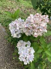 Hydrangea