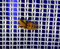 Promalactis procerella