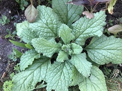 Borago