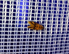 Promalactis procerella