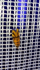 Promalactis procerella