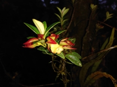 Nematanthus gregarius