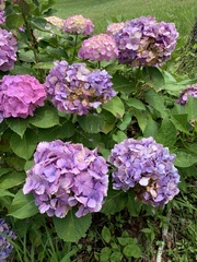 Hydrangea