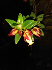 Nematanthus gregarius