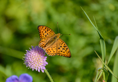 Argynnis adippe