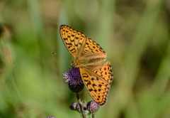 Argynnis adippe