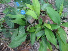 Omphalodes nitida