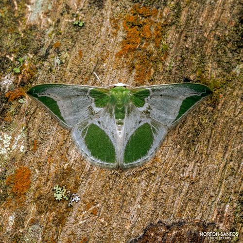 Tachychlora pretiosa