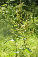 Rumex obtusifolius