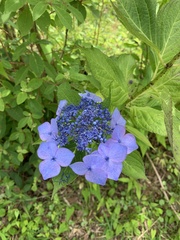 Hydrangea