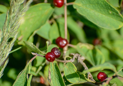 Lonicera xylosteum