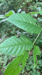 Eurymycter