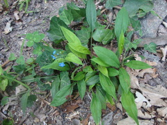 Omphalodes nitida