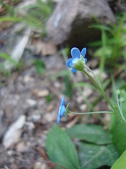 Omphalodes nitida