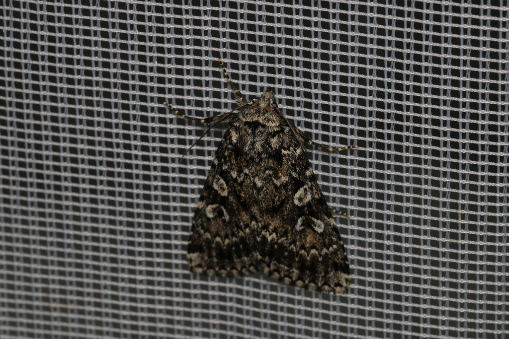 Xestia speciosa
