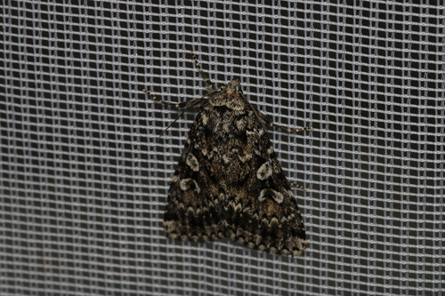 Noctuelle spécieuse (La)