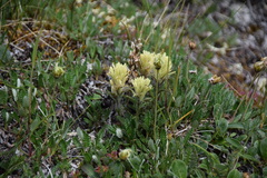 Castilleja hyperborea