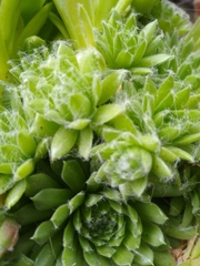 Sempervivum arachnoideum