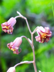 Anticlea occidentalis