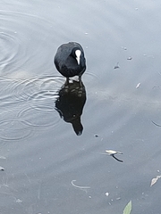 Fulica atra