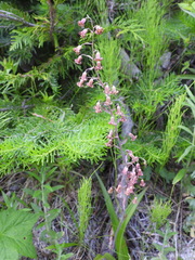 Anticlea occidentalis