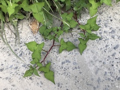 Persicaria thunbergii