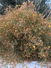 Hypericum triquetrifolium