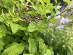 Leptotes plinius