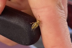 Xanthogaleruca luteola