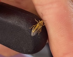 Xanthogaleruca luteola