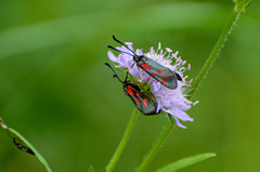 Zygaena centaureae