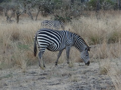 Equus quagga crawshayi