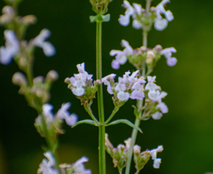 Nepeta nuda