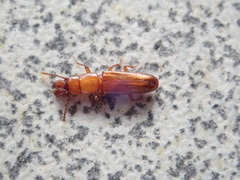 Prostomis mandibularis
