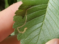 Stigmella multispicata