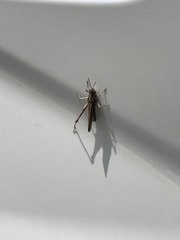 Chorthippus maritimus