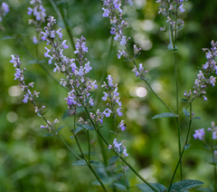 Nepeta nuda