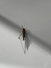 Chorthippus maritimus